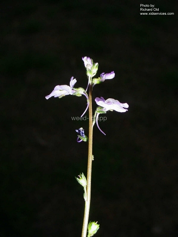 toadflax, oldfield